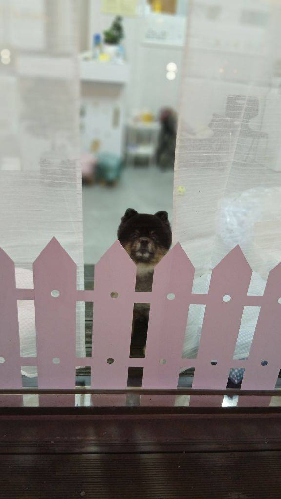 봉순이네애견미용실 사진 3